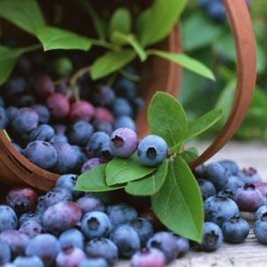 blueberries