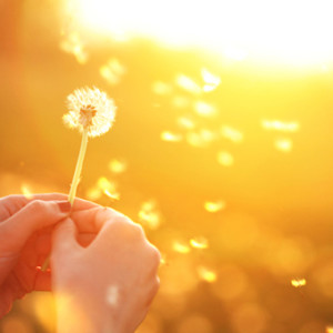 dandelion
