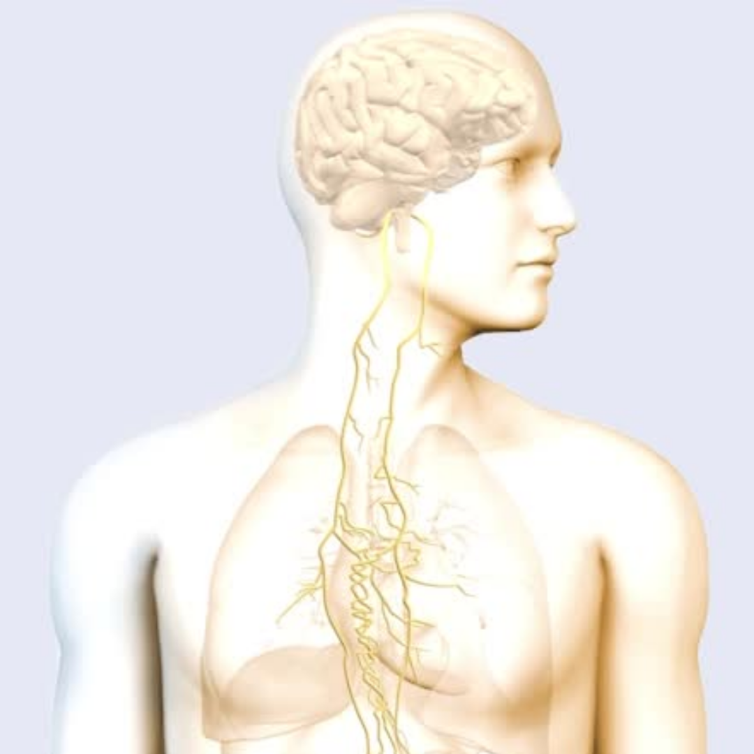 The vagus nerve, also known as the gut-brain axis, which links the central and enteric nervous systems.