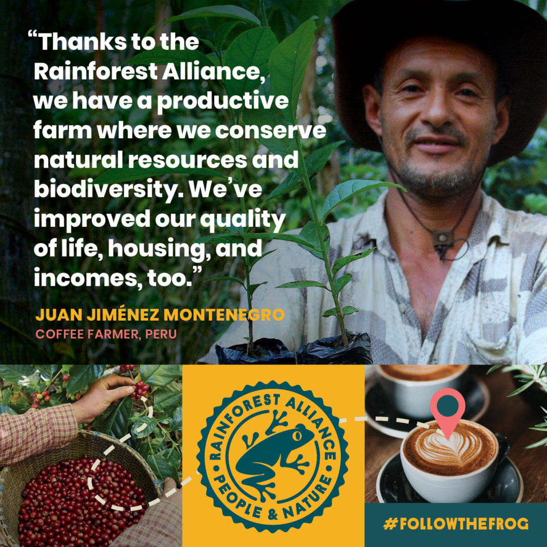 A photo collage, with one wide photo on top and three smaller photos side-by-side underneath it. The larger photo shows Juan Jiménez Montenegro, a coffee farmer from Perú. Next to this photo is the quote "Thanks to the Rainforest Alliance, we have a productive farm where we conserve natural resources and biodiversity. We've improved our quality of life, housing, and incomes too." The three smaller photos depict a farmer's hand picking coffee fruit, the Rainforest Alliance logo, and a small mug of coffee. A dotted line and navigation point, like you would see in a navigation app, connect the three images.