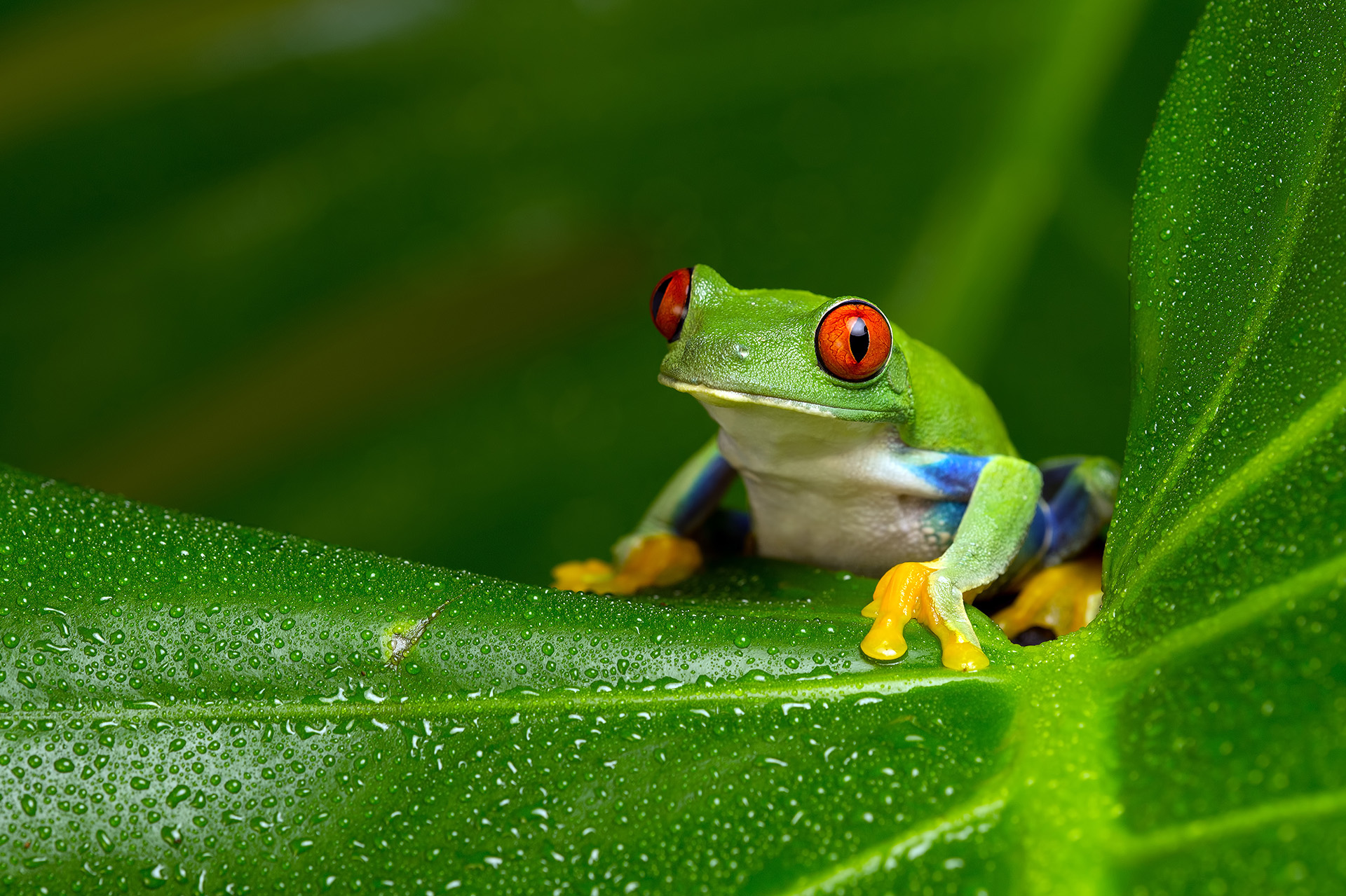 Red-Eyed Tree Frog  Rainforest Alliance