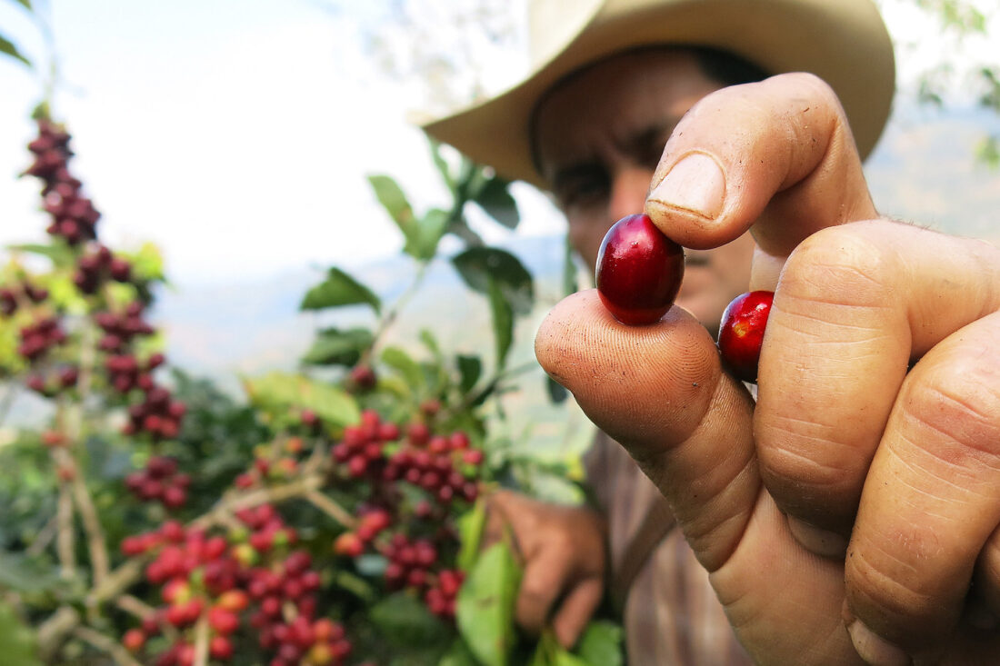 A man holds a coffee cherry up close to the camera, so that it is the main focus. In the background you see the rest of the coffee fruits are still on the branch, ready to be harvested.