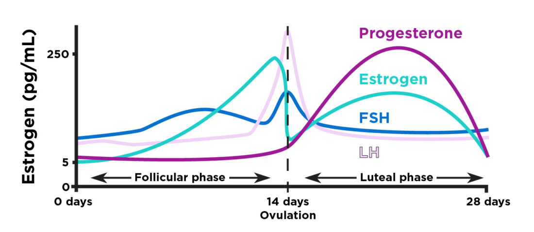 Chart showing how hormone levels fluctuate during the menstrual cycle.